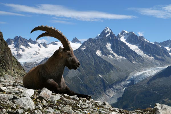 Location Chalet chamonix